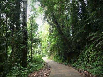 Existing Road Through Sinharaja